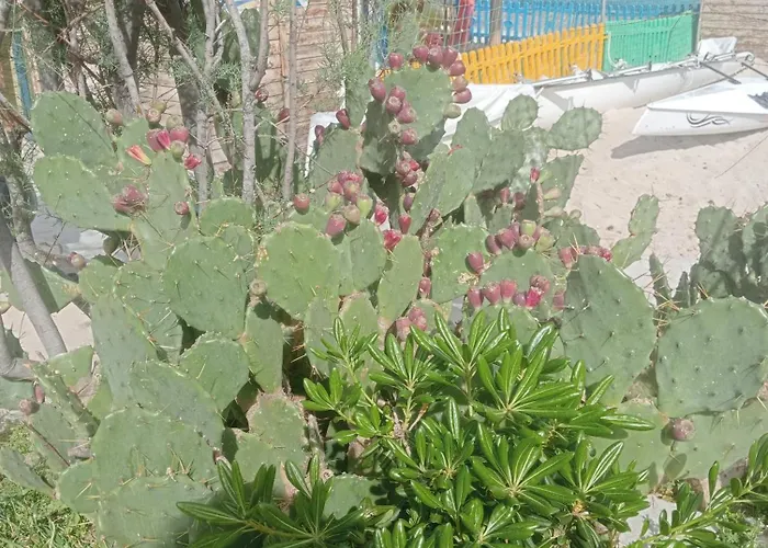 Juno's Guest house *